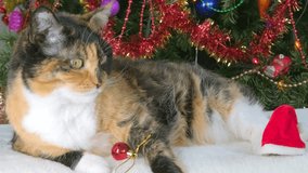 Playful cute cat wearing Santa hat next to Christmas tree decorated with ornaments and twinkling fairy lights, heartwarming happy holiday scene, festive ambiance backgrounds - Powered by Shutterstock - Get 15% off with code: PIKWIZARD15