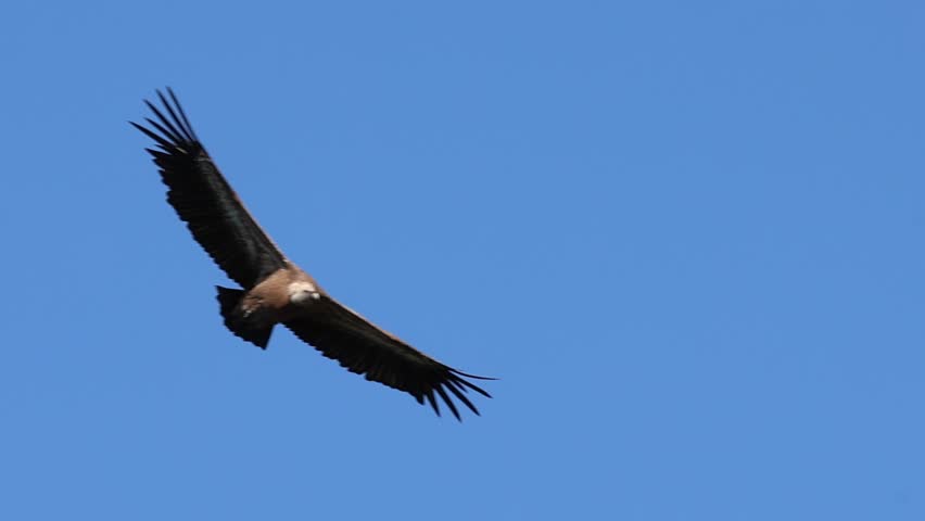 Closeup of griffon vulture gyps fulvus flying with blue sky background, Alcoy, Spain