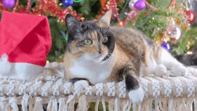 Playful cute cat wearing Santa hat next to Christmas tree decorated with ornaments and twinkling fairy lights, heartwarming happy holiday scene, festive ambiance backgrounds - Powered by Shutterstock - Get 15% off with code: PIKWIZARD15
