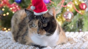 beautiful three colors adult domestic cat wearing Santa hat next to Christmas tree decorated with ornaments and twinkling fairy lights, heartwarming happy holiday scene, festive ambiance backgrounds - Powered by Shutterstock - Get 15% off with code: PIKWIZARD15