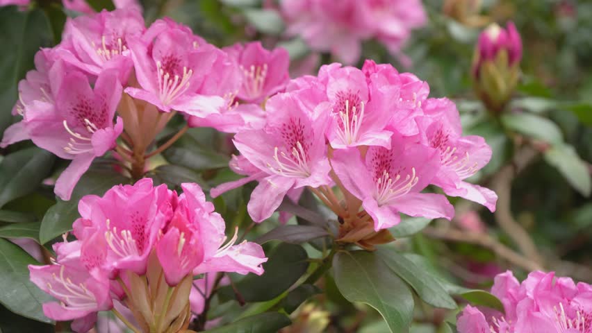 The bud of pink rhododendron in spring garden. Asalia. High quality 4k footage