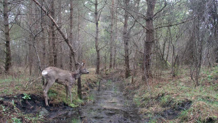Male roe deer (Capreolus capreolus) jumps over a muddy stream in the forest. Saaremaa, Estonia.