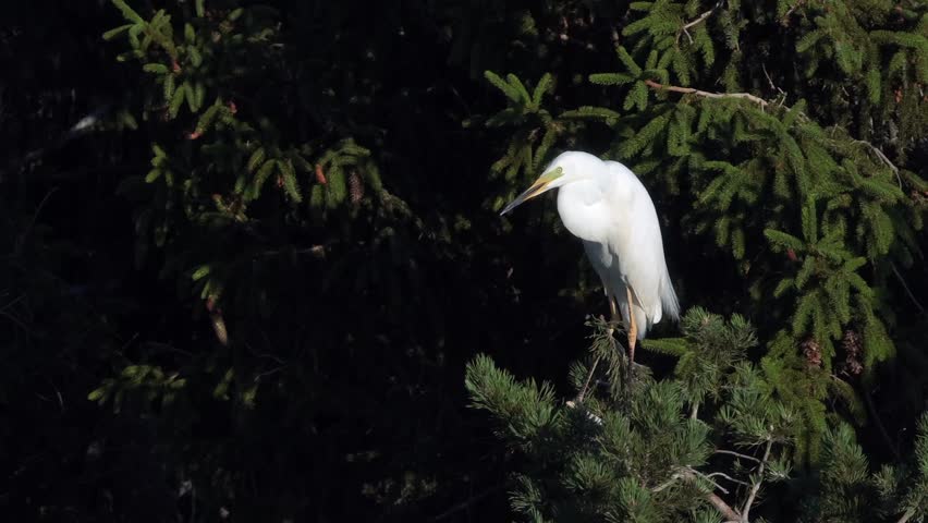 The great egret (Ardea alba), also known as the common egret stands on a pine branch, Estonia.