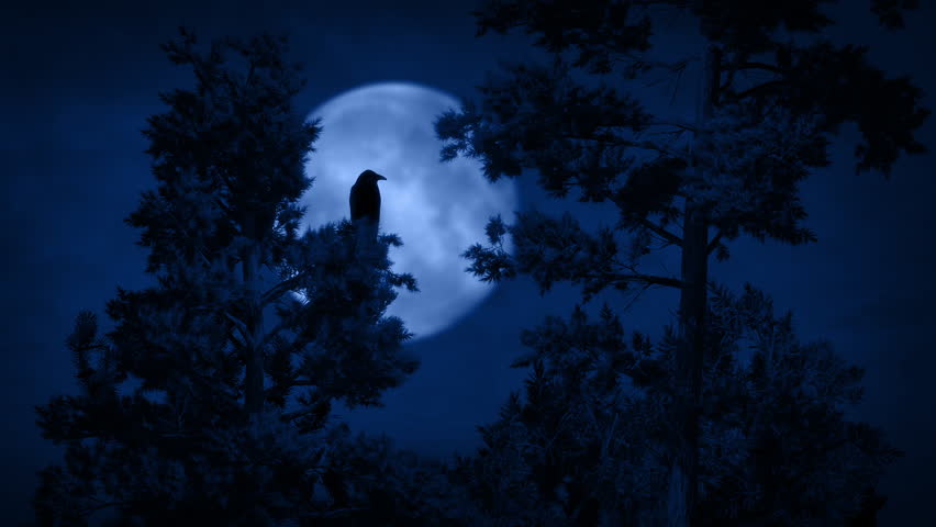 Bird Flies Off Tree With Moon Behind