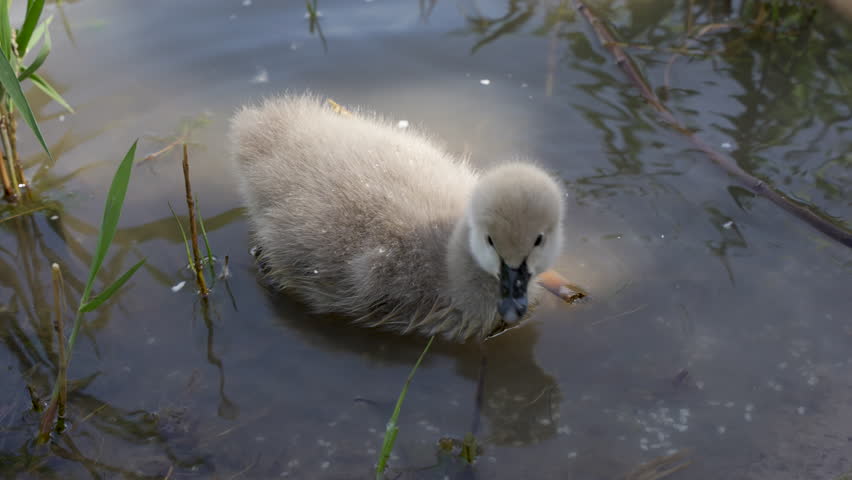 Black swan baby foraging on the shore