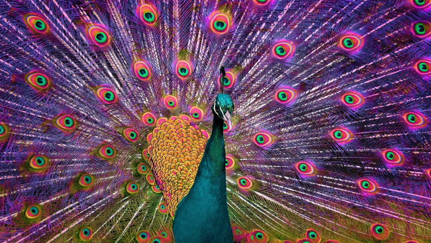 Peacock Shaking Its Colorful Plumage