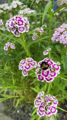 White and purple Dianthus barbatus or Sweet William flowers with a bumblebee blooming in the Summer garden. Vertical footage.