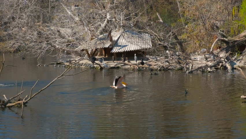 The pelican flaps its wings in the water. Birds rest by the water in spring, basking in the sun.