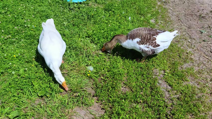 Two white and gray geese are walking on the farm. Farming theme. Geese graze the grass.
