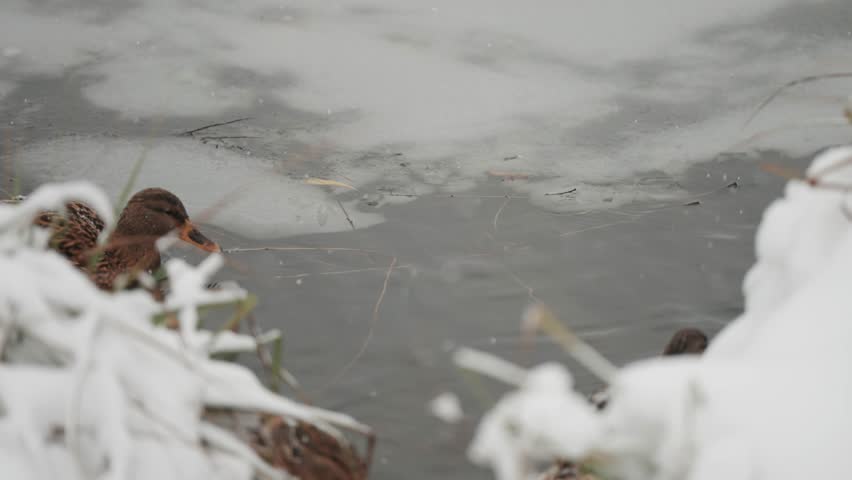Amidst falling snow, ducks navigate through icy slush on a freezing pond, surrounded by withered grass on the banks.