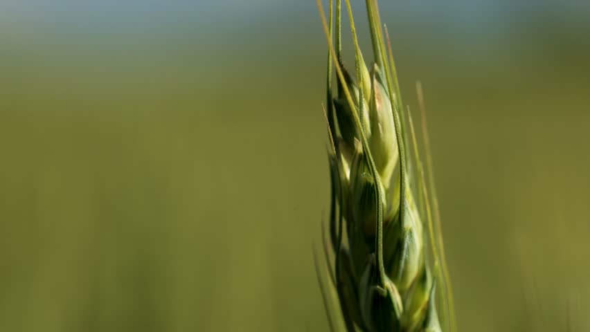 Vivid green wheat head in a field under a sunny sky, showcasing beauty of agriculture and nature