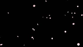 Cherry Blossom Petals Falling Loop on Alpha Channel. 3D rendering. Cherry blossom petal falling with alpha channel you can place on footage or background and easier to change colour on seamless loop. - Powered by Shutterstock - Get 15% off with code: PIKWIZARD15