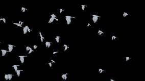 Dove Flying Pass on Alpha Channel. 3D rendering. Element white dove fly on alpha. - Powered by Shutterstock - Get 15% off with code: PIKWIZARD15