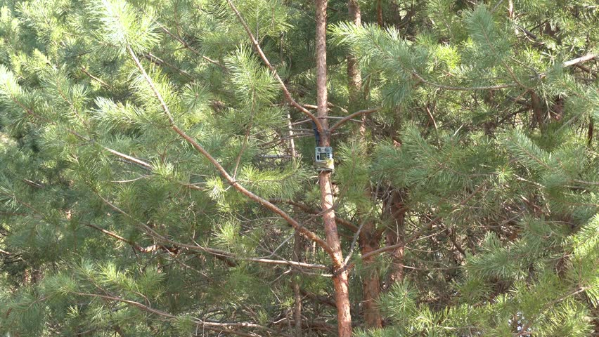 Camera trap or photo cameras mounted on pine tree in deep forest for wild animals location monitoring. Camera trap with infrared light and motion detector attached with straps on a tree
