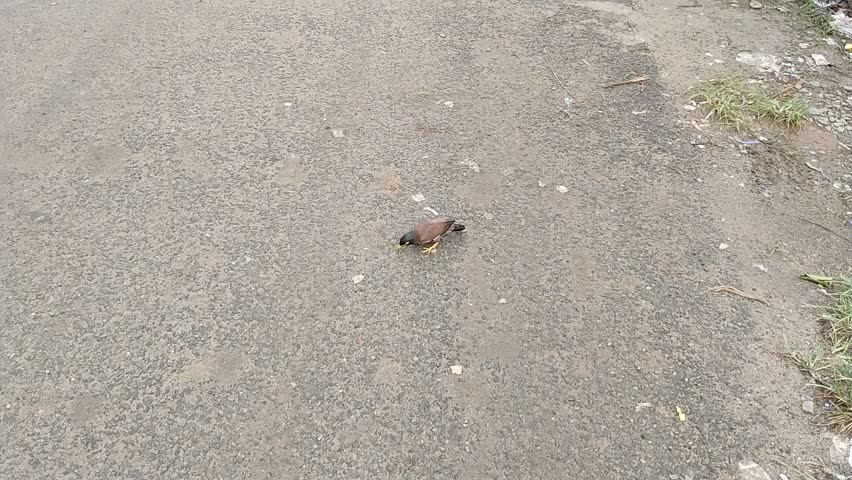 Small Bird Eating in middle of street