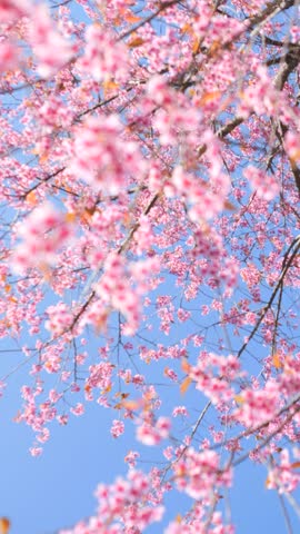 Beautiful Japanese Sakura Cherry Blossom Trees Blooming White and Pink Flowers Natural Cinematic 4K Slowmotion Vertical Footage, Northern Thailand.