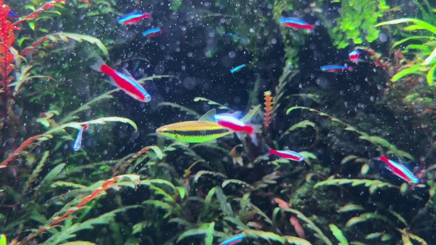 Colorful tropical fish swimming in a vibrant underwater aquarium tank