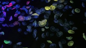 Glowing jellyfish swimming gracefully in a dark aquarium tank under colorful lights - Powered by Shutterstock - Get 15% off with code: PIKWIZARD15