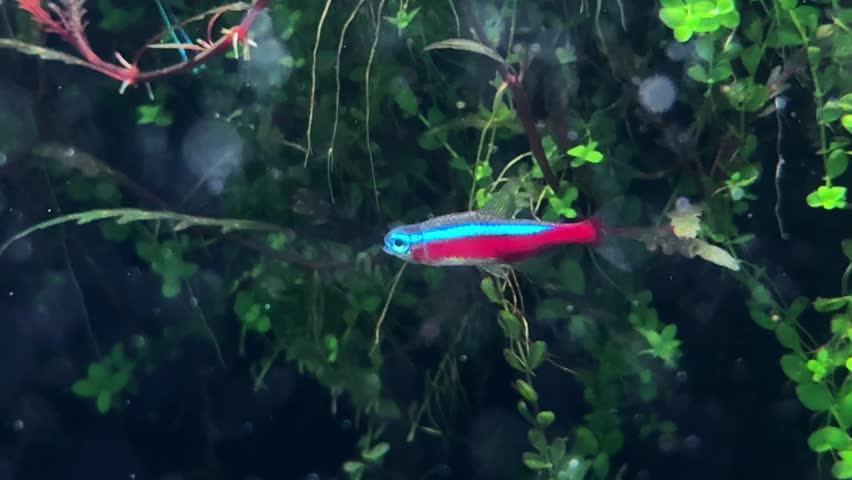 Bright neon tetra fish swimming in an aquarium with lush green plants