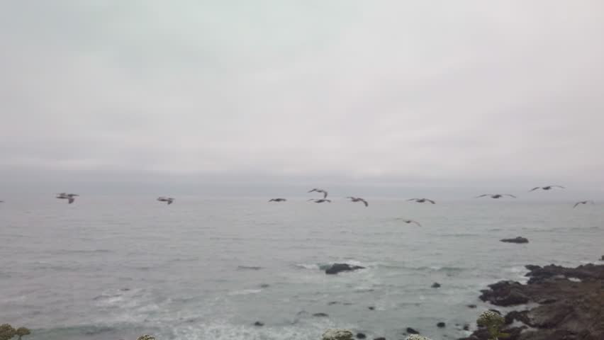 Gimbal wide shot racking focus from brown pelicans flying over the ocean to coastal plants in Cambria, California. 4K at 60 FPS Slow Motion