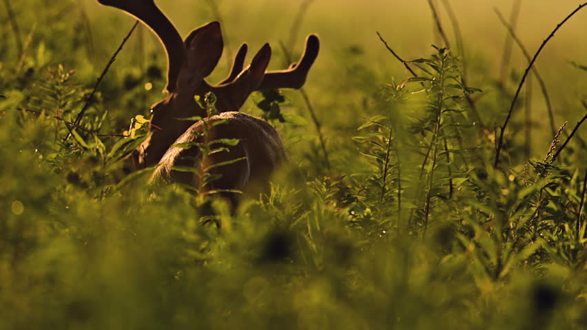 Whitetail Deer Bucks with velvet antlers, feeding in tall vegetation in Cades Cove, Tennessee, Great Smoky Mountains National Park, early summer.