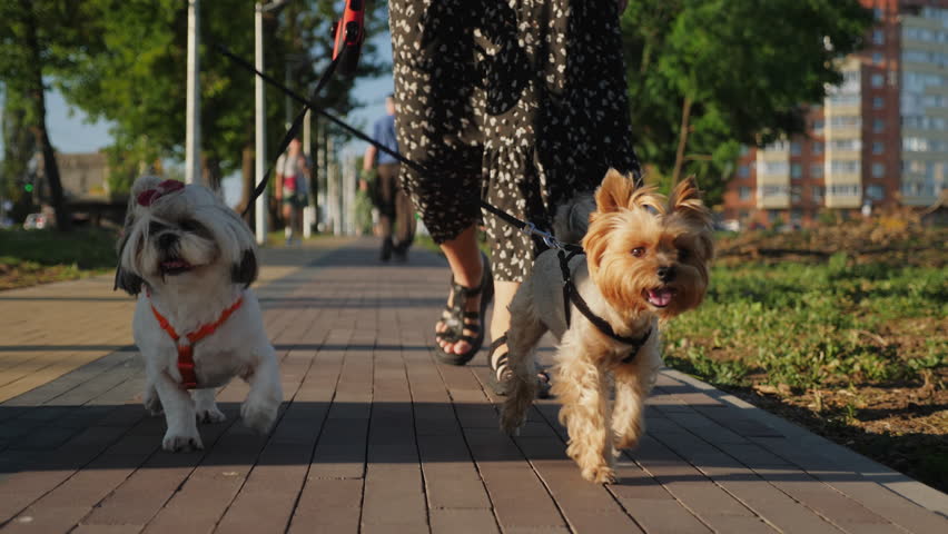 Two small dogs, a Shih Tzu and a Yorkshire Terrier, walk on leashes with their owner on the sidewalk in a park. It's a sunny day, with green grass and trees around