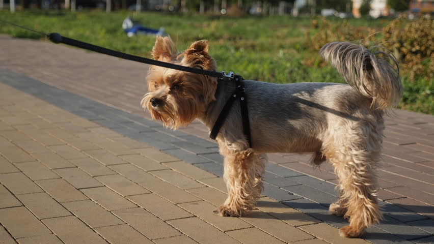 A Yorkshire Terrier stands on a leash on the sidewalk in a park. It