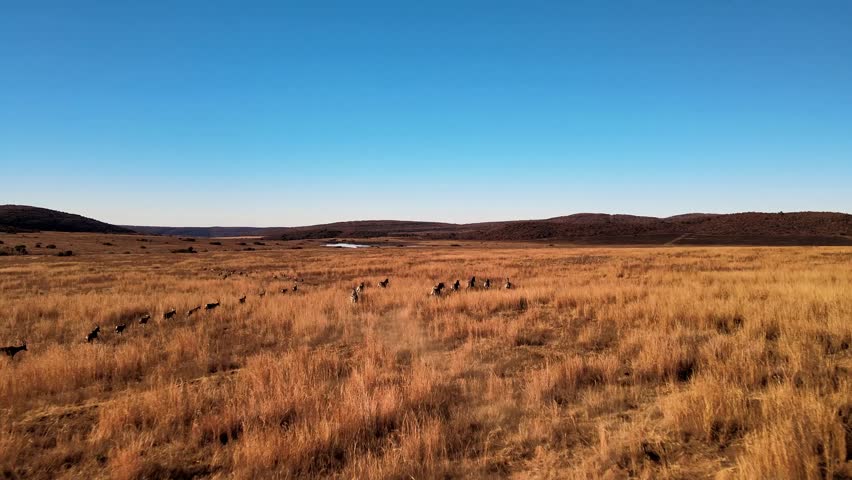 Dazzling Zebra herd running in the golden African savannah at sunset - South Africa