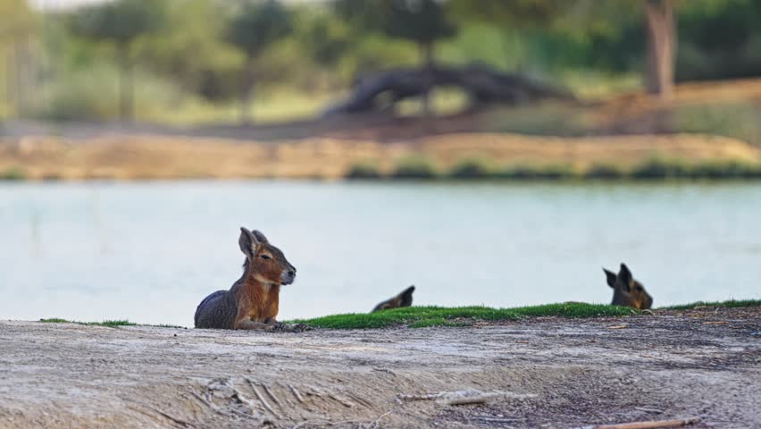 At the water’s edge, where glassy surface mirrors the sky, young deer rest