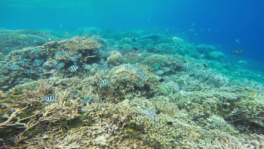 A scrawled filefish (Alutera scripta) swims among Sergeant Major fish (Abudefduf saxatilis) in a coral reef in Raja Ampat, Indonesia. The dolly shot captures details of the coral and filefish.