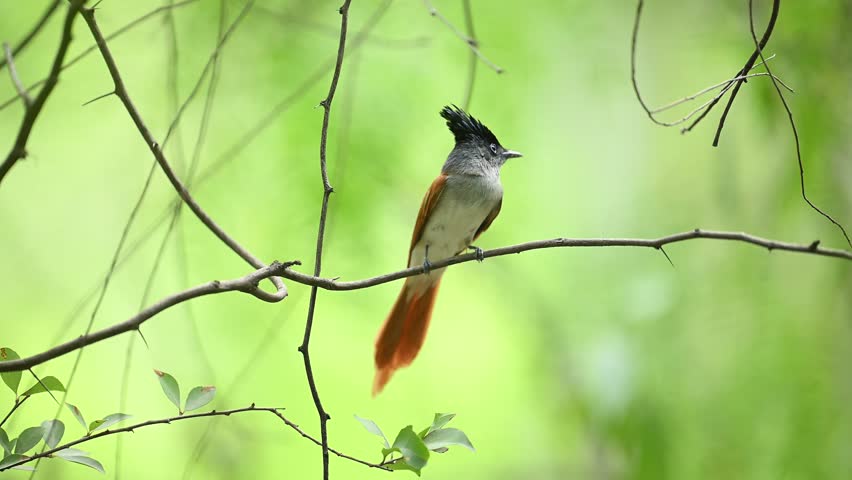 Indian paradise flycatcher female bird in forest