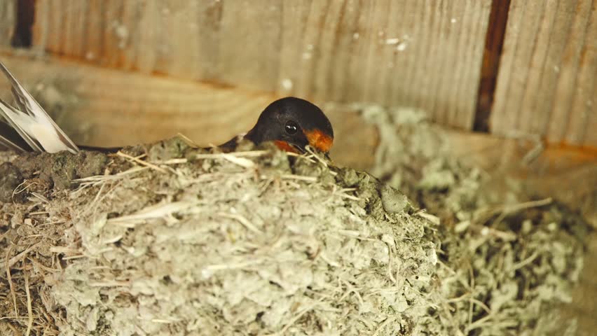 Barn swallow sitting in nest below wooden roof, arranging it with beak.