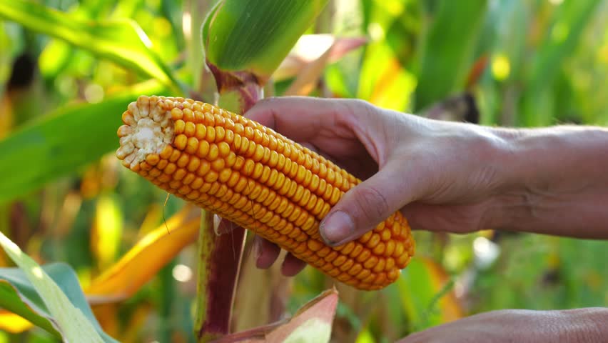 Close up to female hands of a farmer examining ripe cob of corn at green meadow. Adult arms of agronomist exploring yellow sweetcorn on maize field at sunset. Concept of agricultural business. Slow mo
