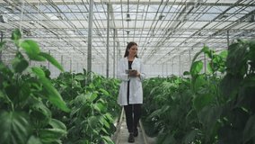 Agricultural engineer, biologist in lab coat with tablet walks between rows of growing bell peppers in greenhouse. Bioengineer, scientist collects data for research on new variety pepper in greenhouse - Powered by Shutterstock - Get 15% off with code: PIKWIZARD15