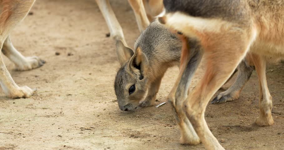 Close up of baby Patagonian mara (Dolichotis patagonum), is a relatively large rodent in the mara genus Dolichotis. It is also known as the Patagonian cavy or Patagonian hare.