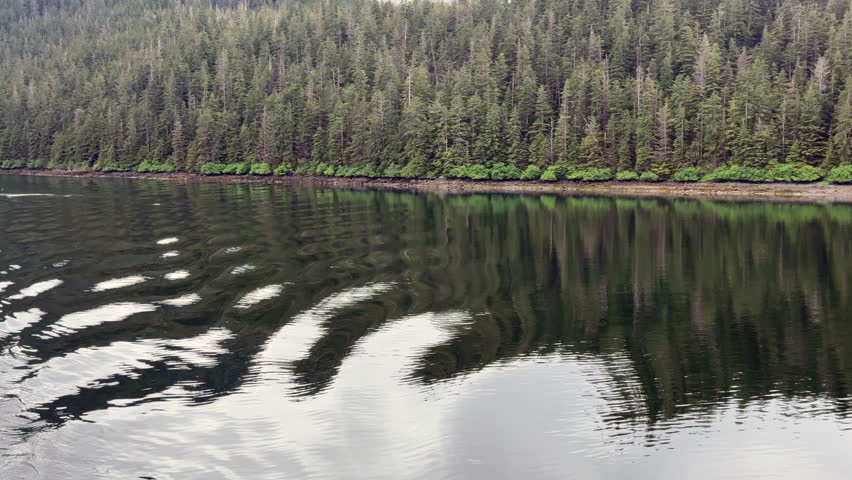 Passing shot of wilderness shoreline, with calm marine reflections of Sitka spruce in temperate rainforest under bright sky, along the Inside Passage of southeast Alaska. Ship view, early summer.