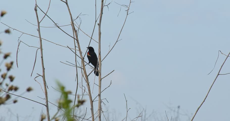 Red Winged Blackbird sitting on a branch against a bright sky sings loudly.