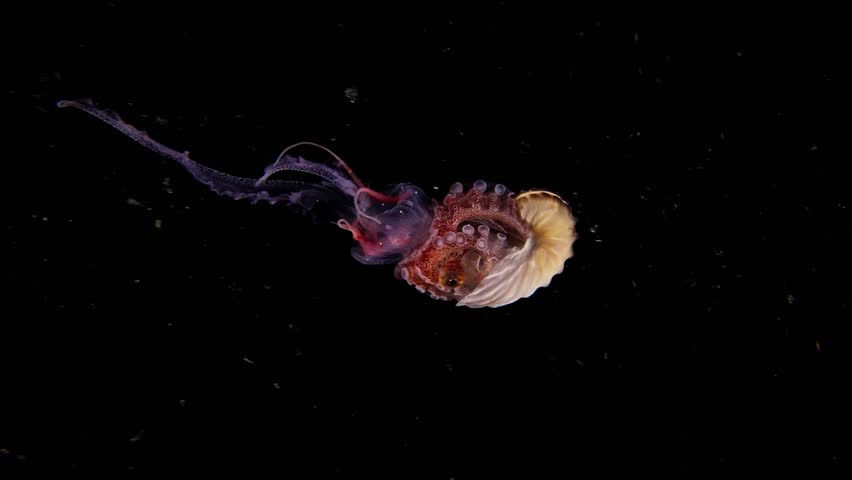 Female Paper Nautilus (Argonauta sp.) holding onto a small pink Jellyfish in open water, Blackwater. Anilao, Philippines 1 of 2, 60fps