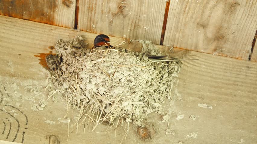 Barn swallow sitting in bird nest below wooden roof beams, building it.