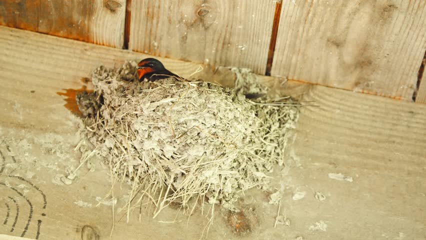 Barn swallow sitting in its bird nest below wooden roof and flying out.