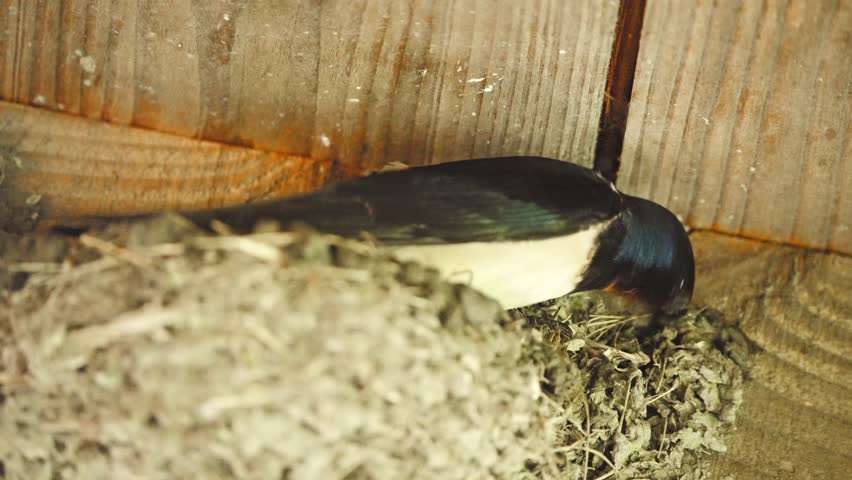 Barn swallow building nest below roof rafters with mud and straw,
