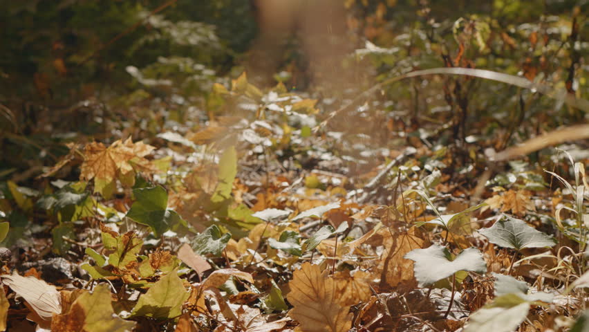 Multicolored carpet of leaves close up from the forest. Park ground in autumn time during sunny day.