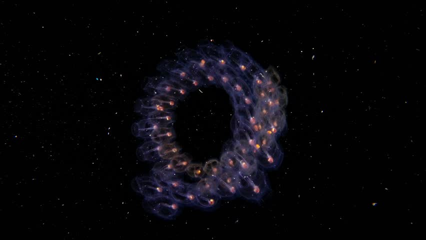 Large Salp chain (salpida) with small male paper Nautilus (Argonauta sp.) in blackwater, Anilao, Philippines 2 of 3 60fps