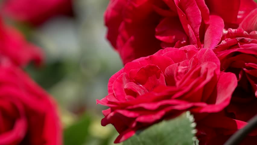 Bee landing on a red rose