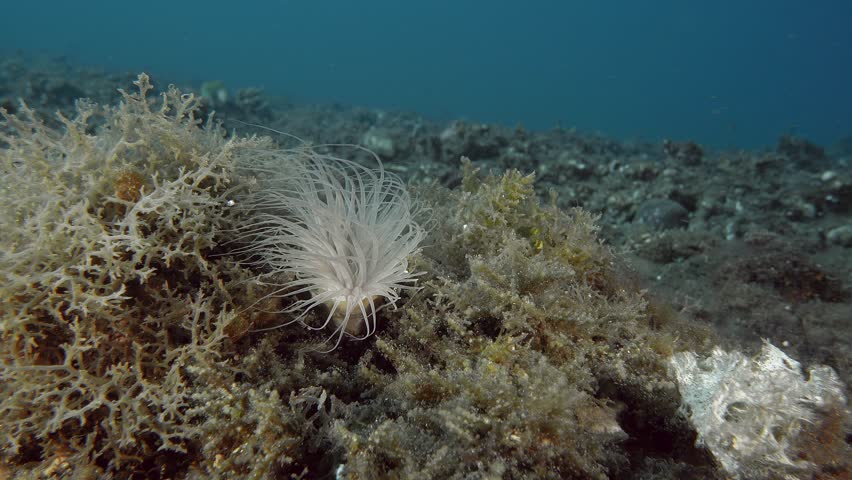 The tubular anemone lives on the sea floor among algae. During the day, it spreads its long tentacles, which sway in the sea current; with them, the sea anemone catches the plankton that it feeds on.
