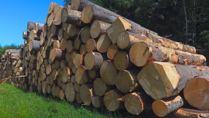 Cut wood, woodpile, Upper Bavaria, Germany. Felled beech trees, Fagus, logs. Stacked european spruce. Stacked firewood in a meadow. Heap of wooden logs on grass. Lumbering, stapled logs. 