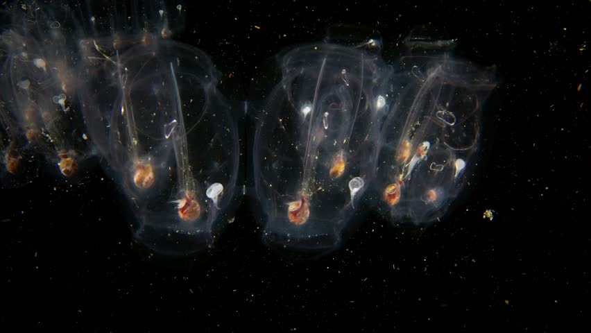 Salp chain (salpida) with small fish hiding inside in blackwater, Anilao, Philippines 3 of 3 60fps