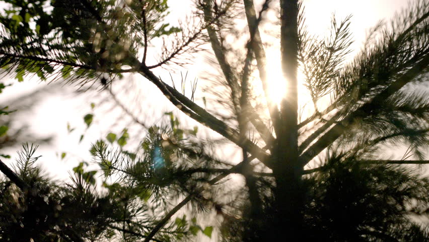 sunlight streaming through pine needles, creating a serene and natural atmosphere with a focus on light and shadow interplay.