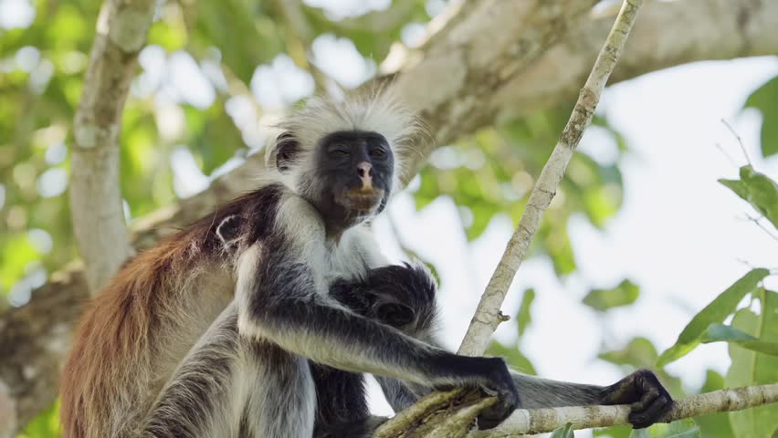 Cute Baby Monkey and Mother in Zanzibar in Africa, Red Colobus Monkeys in Jozani Forest in Tanzania, African Wildlife and Animals in the Trees on a Safari in Zanzibar