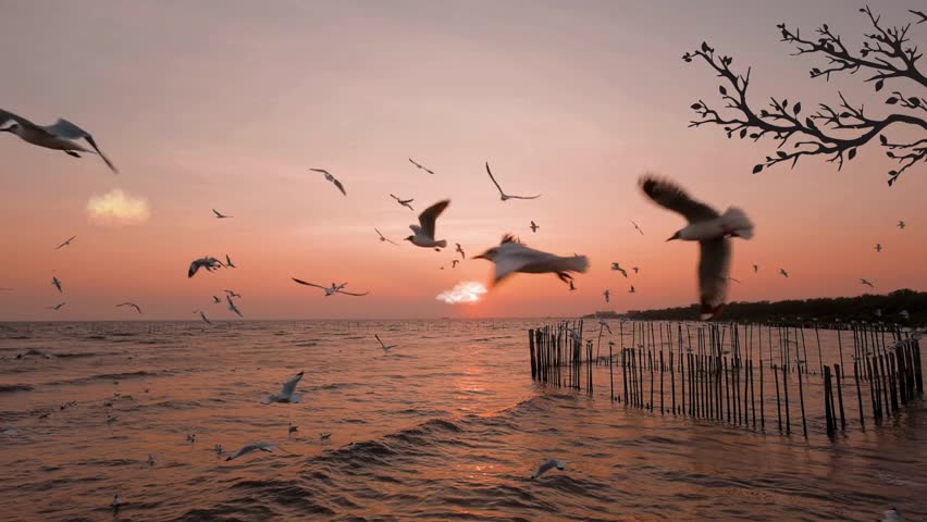 flying bird on the sea with sunset